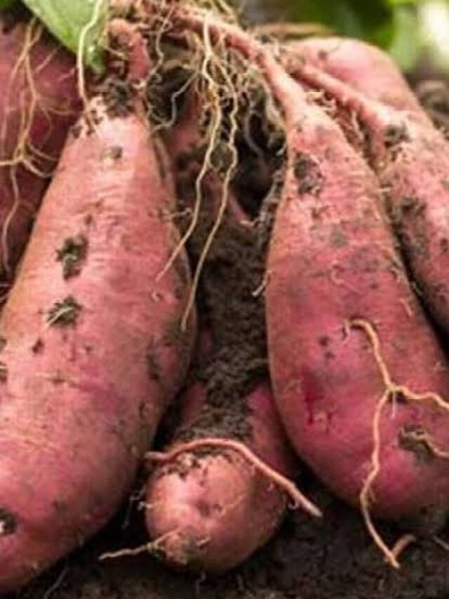 Sweet Potatoes Benefits
