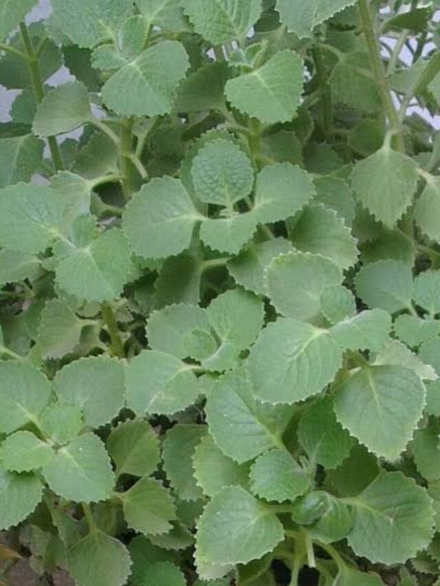 Health Tips: सर्दियों में एसिडिटी की समस्या करती है परेशान, तो इन हरी पत्तियों का करें सेवन, तुरंत मिलेगा आराम