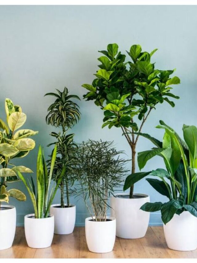 plants