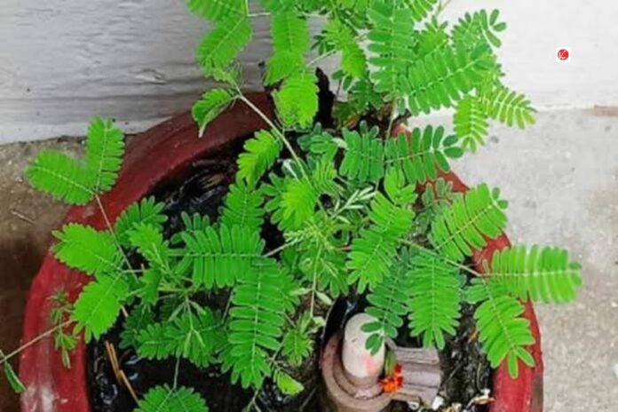 Vastu tips for Shami Plant: