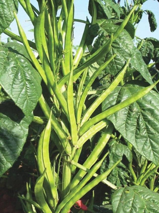 Gawar phali Benefits