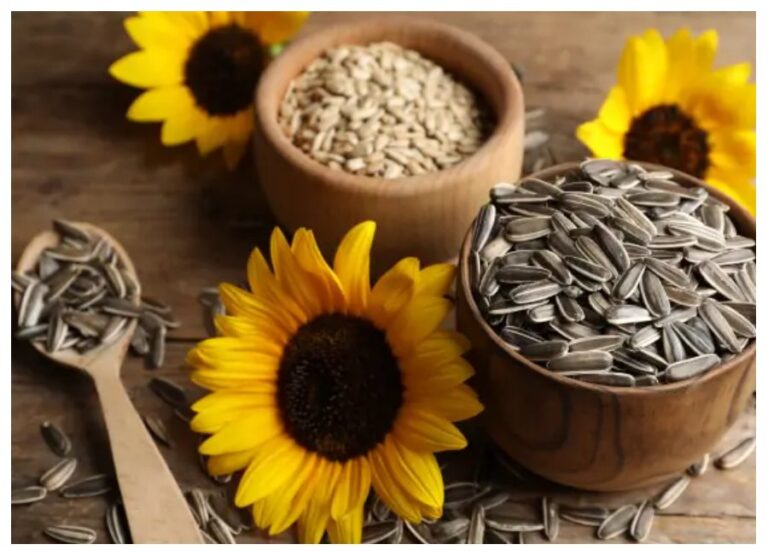 Sunflower Seeds Benefits: अच्छी सेहत और सीरत के लिए रोजाना खाएं ये एक चीज़, मिलेगें अनगिनत फायदे..