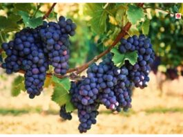 Black Grapes Benefits