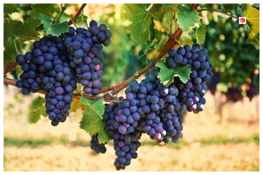 Black Grapes Benefits