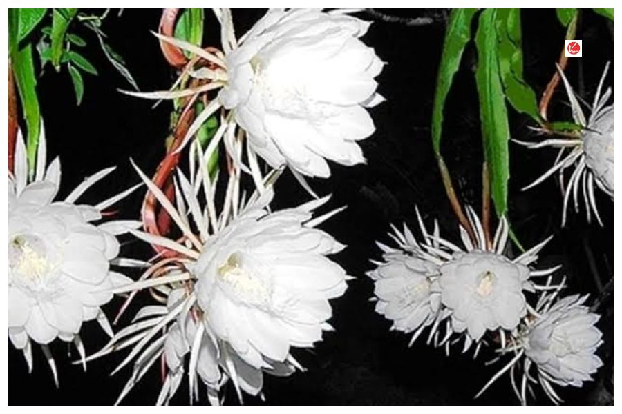 Brahma Kamal