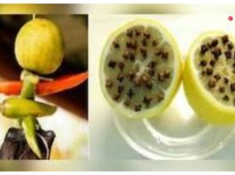 Nimbu Vastu Tips