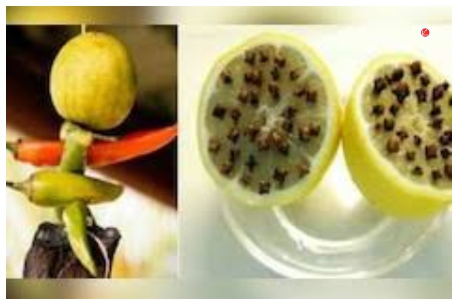 Nimbu Vastu Tips