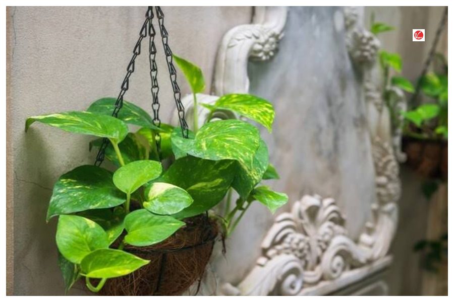 Vastu Tips for Money Plant