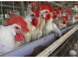 Poultry Farm Loan Yojana