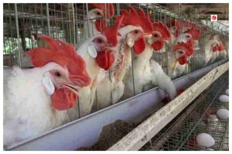 Poultry Farm Loan Yojana