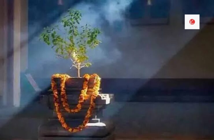 Tulsi Pujan Rules