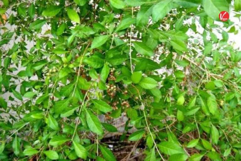 Mehndi Plant Vaastu Tips : इस पेड़ पर होता है मां दुर्गा वास, इसे घर में लगाते ही चमक जाती है किस्मत