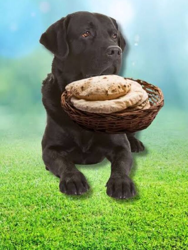 Benefits Of Feeding Dogs