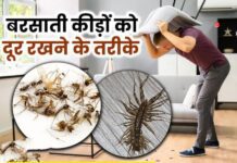 Rainy Insects Home Remedies