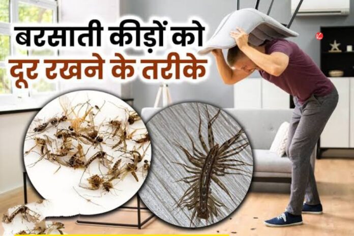 Rainy Insects Home Remedies