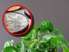 Money Plant Vastu Tips