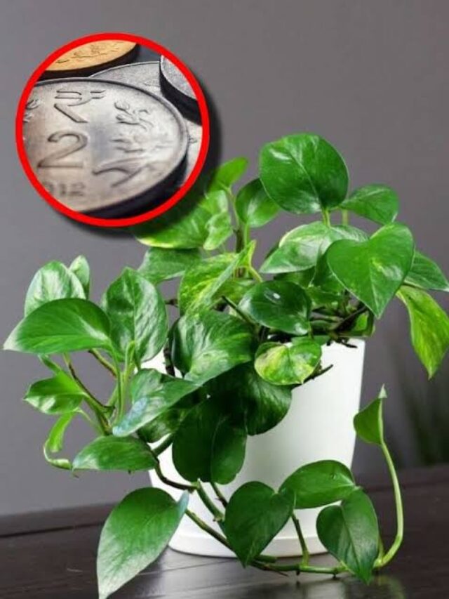Money Plant Vastu Tips