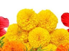 Flower Vastu Tips