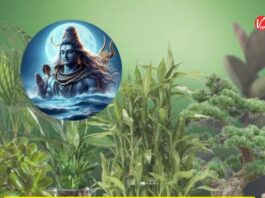 Vastu Tips: