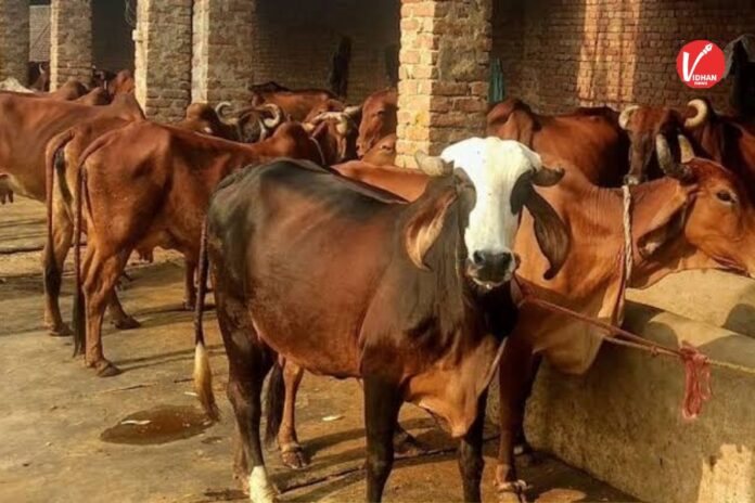 Pashupalan Loan Yojana