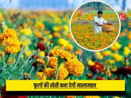 Flower Cultivation