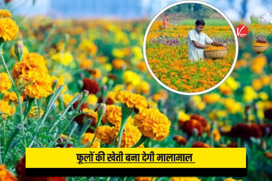 Flower Cultivation