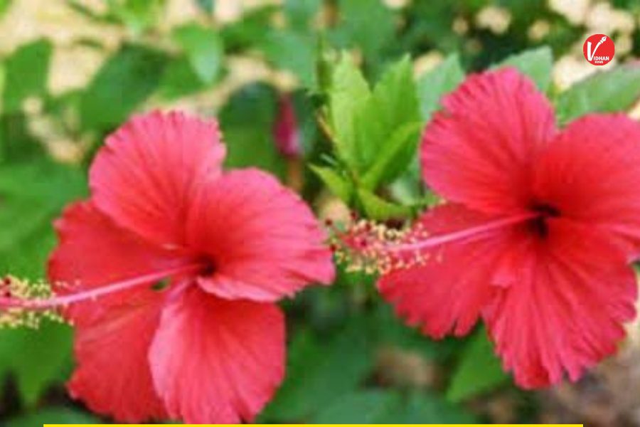 Sawan Vastu Tips Sawan Vastu Tips