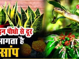 Snake Repellent Plants: