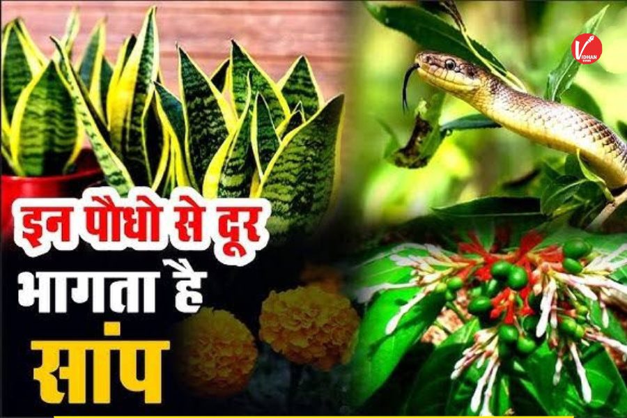 Snake Repellent Plants: