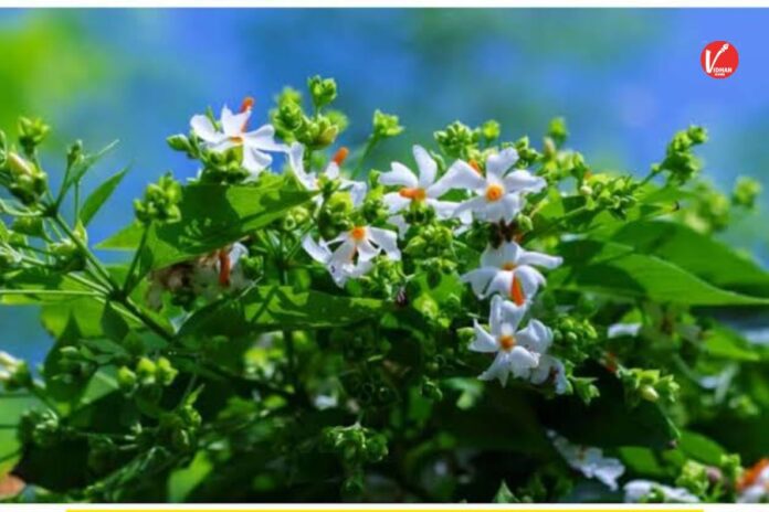 Parijat Plant