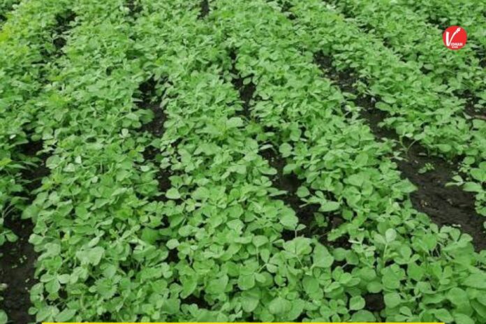 Methi Farming