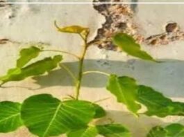 Peepal Fact