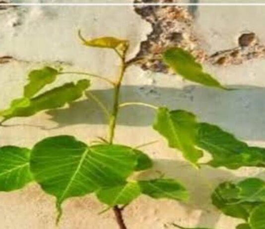 Peepal Fact: अगर घर में उग रहा है बार बार पीपल का पेड़, तो इस तरह पाएं इससे छुटकारा Peepal Fact
