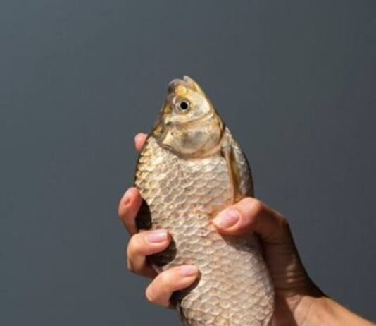 Fish health benefits : हमेशा रहते हैं बीमार तो इन मछलियों का करें सेवन, बीमारियां रहेगी दूर Fish health benefits