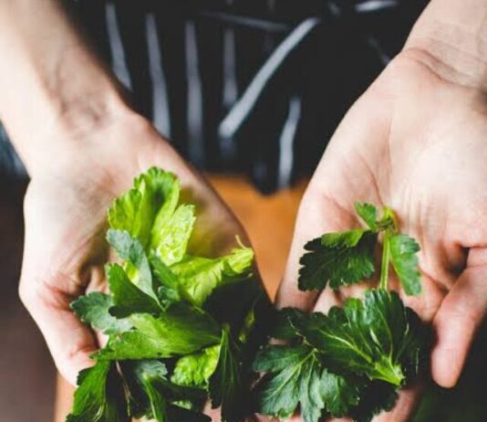 Acidity problem: एसिडिटी की समस्या से हैं परेशान तो पीसकर पी ले ये हरी पत्तियाँ, रफू चक्कर हो जाएगा गैस Acidity problem