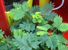 Sawan Vastu Tips