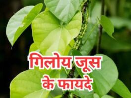 Giloy Benefits