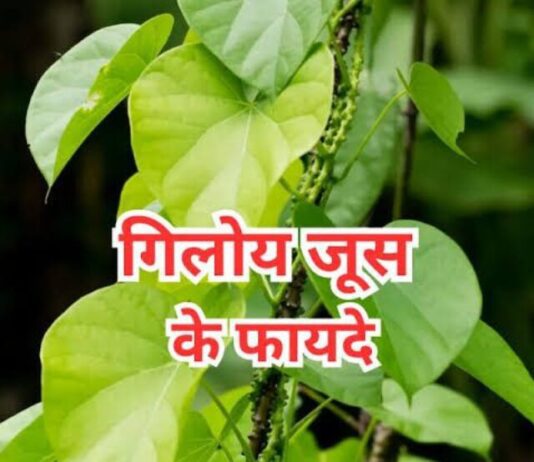 Giloy Benefits:  प्लेटलेट्स की कमी हो या कोई गंभीर बीमारी, हर बीमारी का इलाज है गिलोय Giloy Benefits