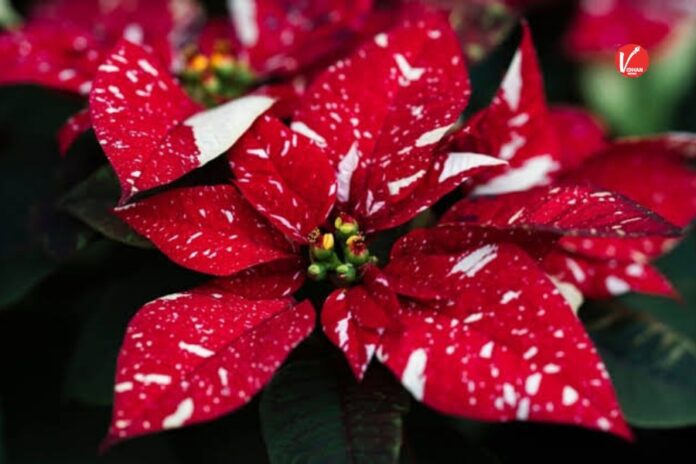 Poinsettia Flower