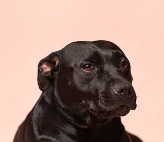 Shani Dosh : शनि की साढ़ेसाती से छुटकारा पाने के लिए काले कुत्ते को रोजाना खिलाएं ये चीजें Shani Dosh