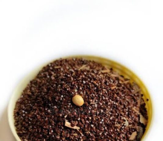 Health Tips: आपके पेट में बनती है ज्यादा गैस तो इन काले बीजों का करें सेवन, पेट की समस्या हो जाएगी दूर Health Tips