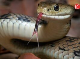 Snake Prevention Tips