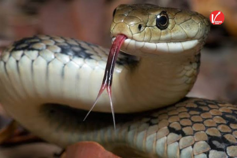 Snake Prevention Tips