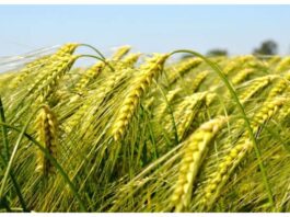 Agriculture Tips
