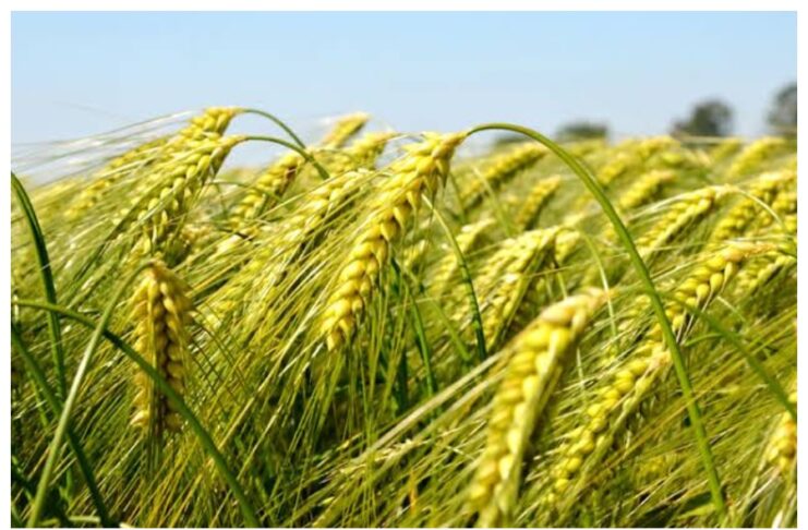 Agriculture Tips