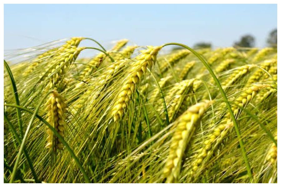 Agriculture Tips Agriculture Tips