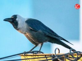 Crow Astrology Signs