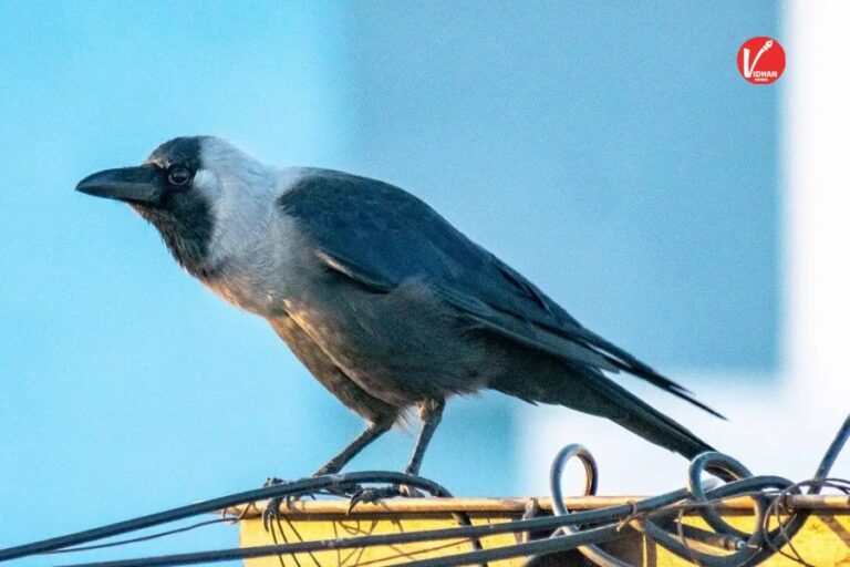 Crow Astrology Signs