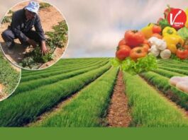 Profitable Winter Crops