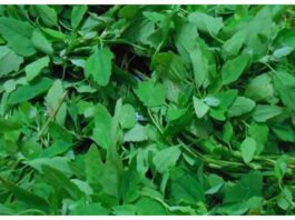 Bathua Saag Benefits